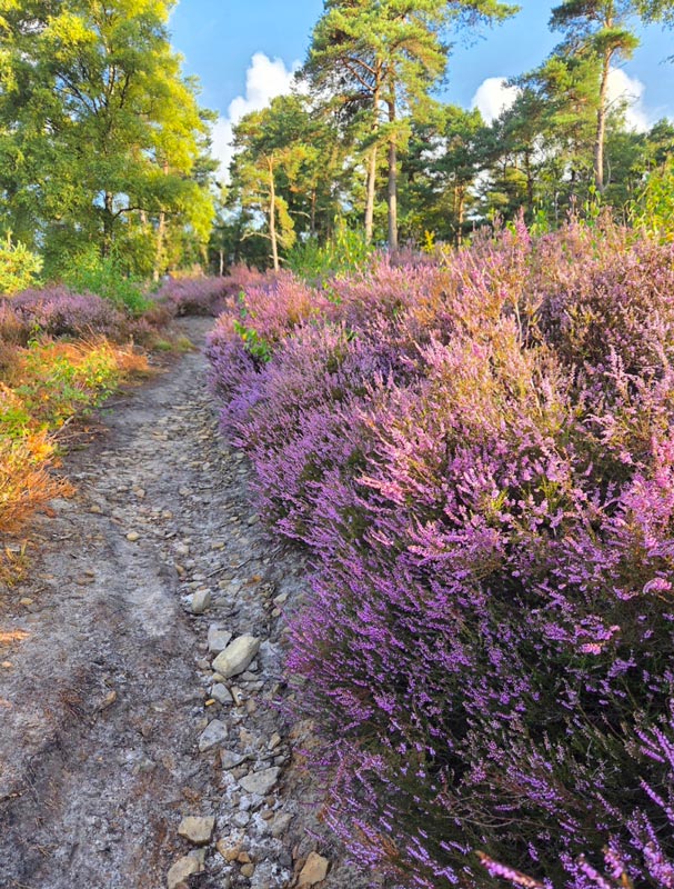 Malerischer Wanderweg durch Heidelandschaft Uffelner Steinbruch