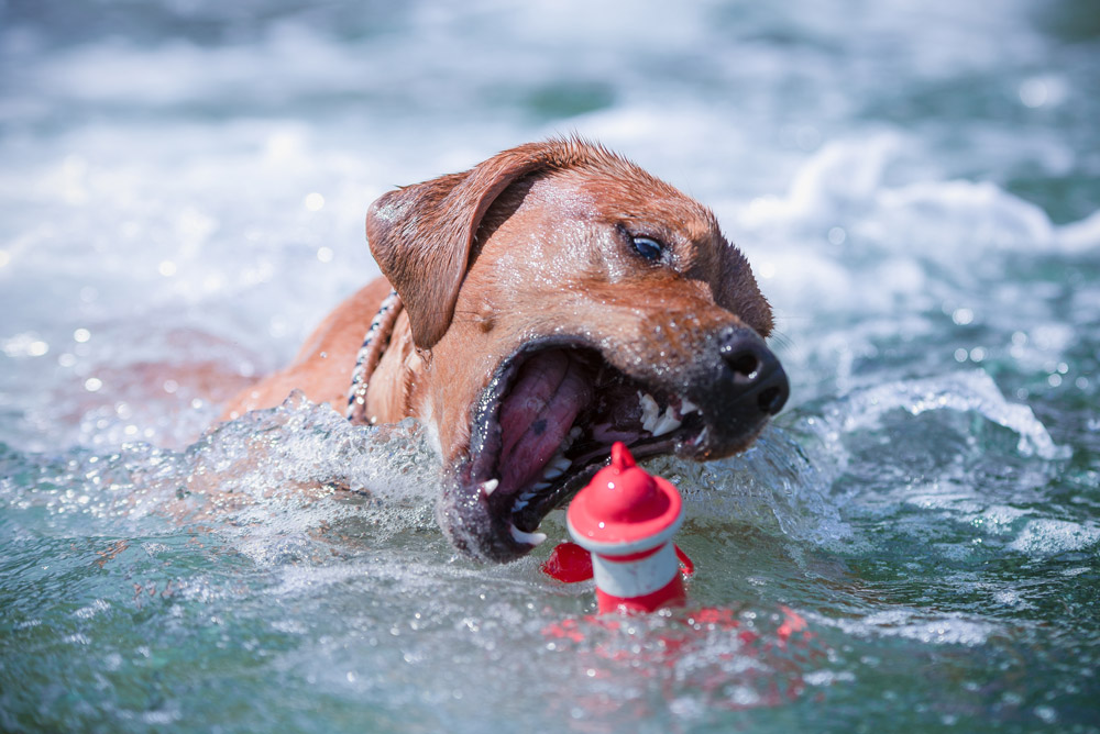 Hund mit Spielzeug im Wasser - Hundeschwimmen Freibad Ueffeln